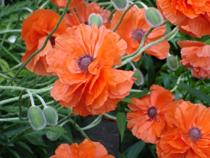 sommer (20120426)